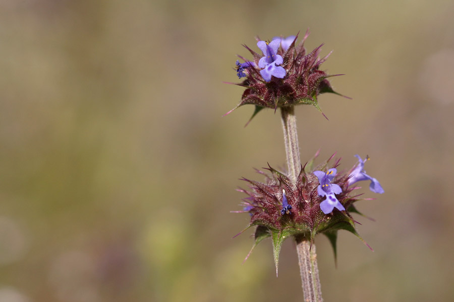 Salvia columbariae image