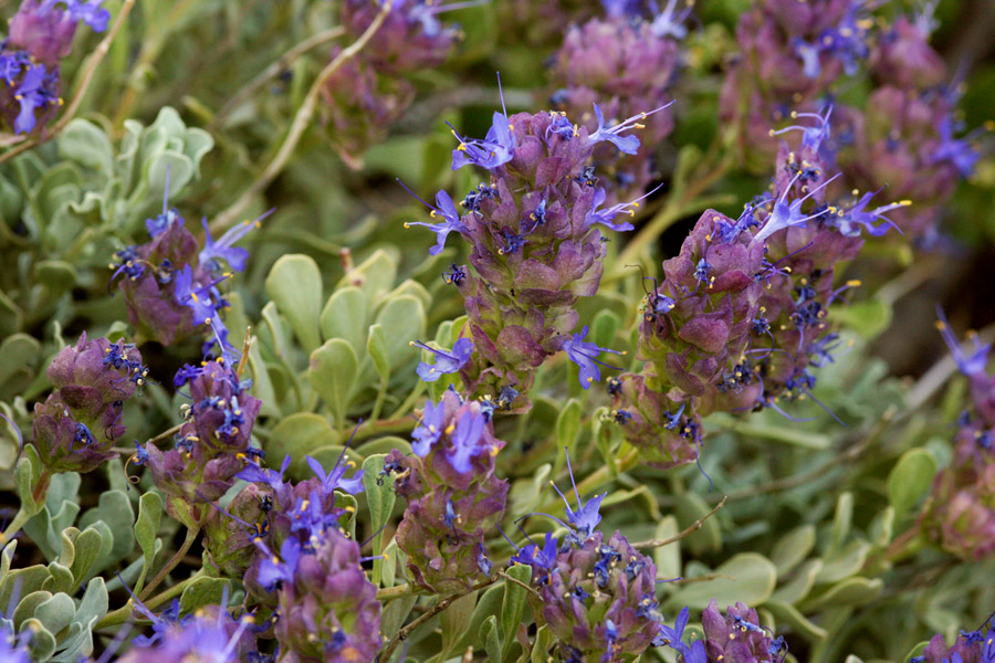 Salvia dorrii var. clokeyi image