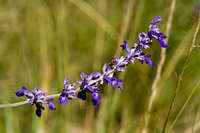 Image of Salvia farinacea