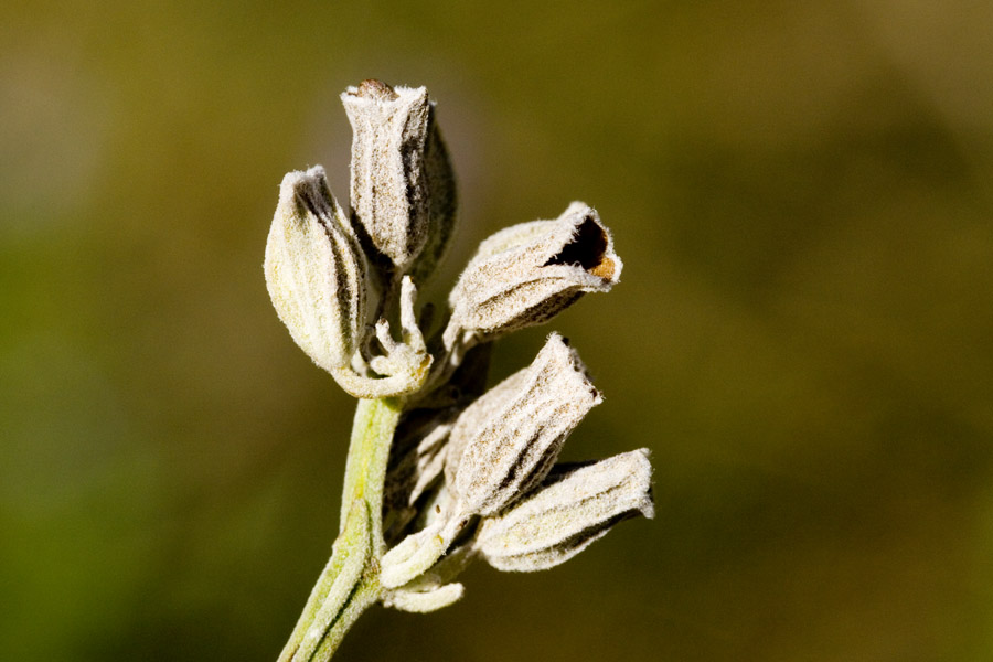 Salvia farinacea image