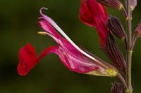 Image of Salvia greggii