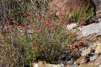 Salvia henryi image