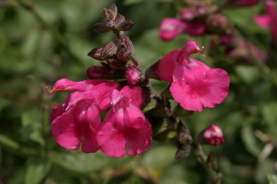 Salvia lemmonii image