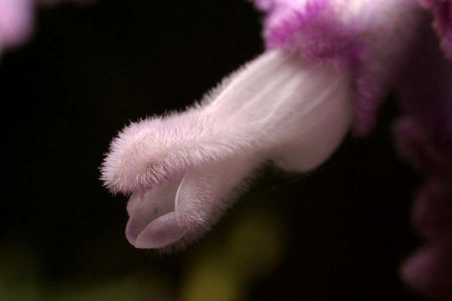 Salvia leucantha image