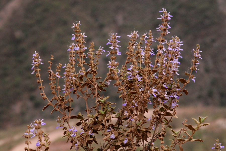 Salvia melissodora image