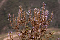 Image of Salvia melissodora