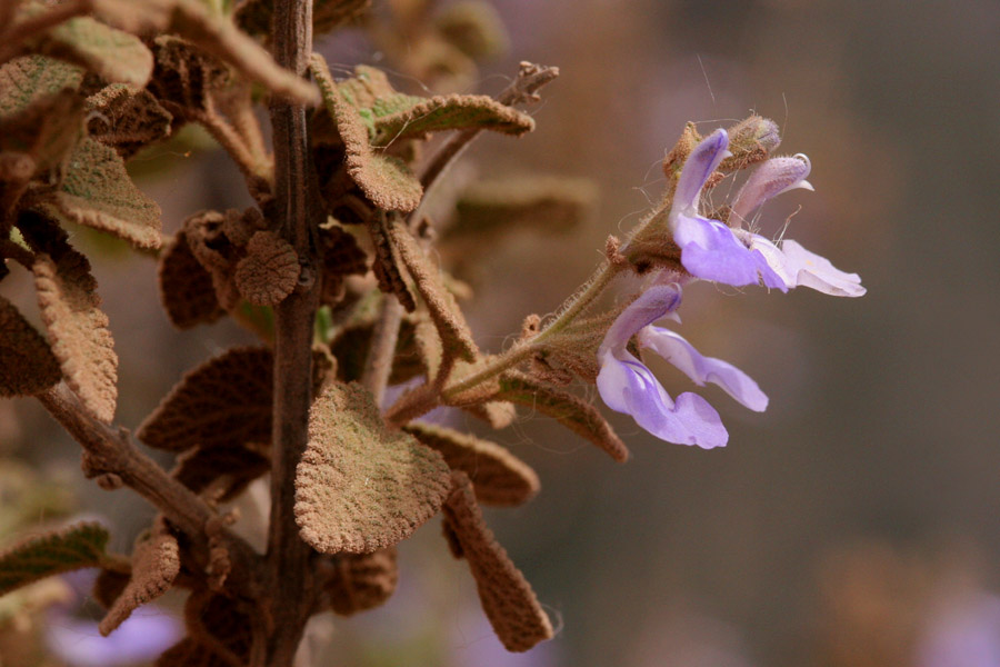 Salvia melissodora image