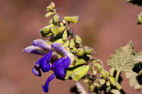 Image of Salvia pinguifolia