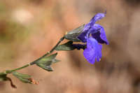 Image of Salvia ramosissima