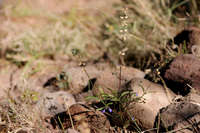 Salvia subincisa image