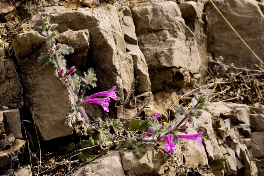 Salvia summa image