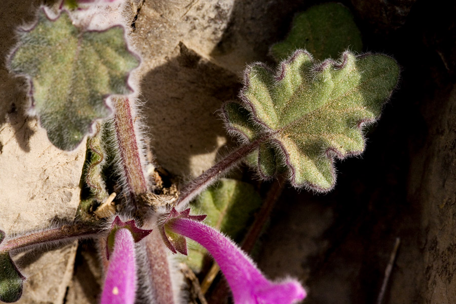 Salvia summa image