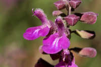 Image of Salvia vinacea