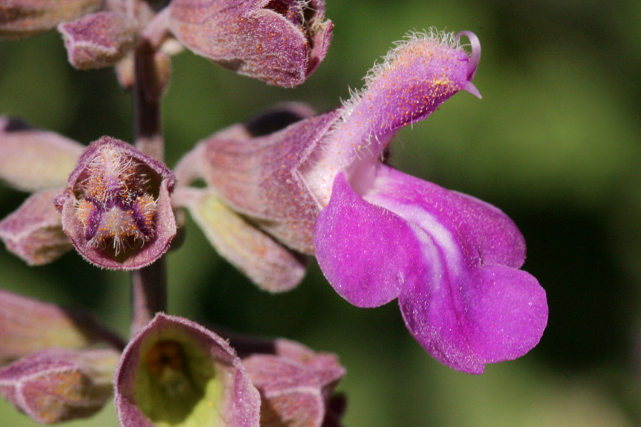 Salvia vinacea image