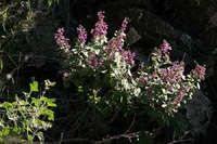 Salvia vinacea image