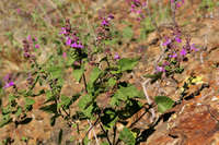 Salvia vinacea image