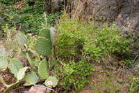 Salvia vinacea image