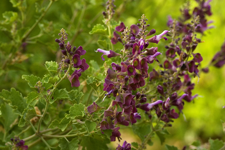 Salvia vinacea image