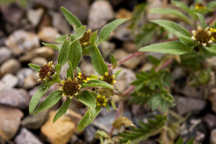 Sanvitalia procumbens image