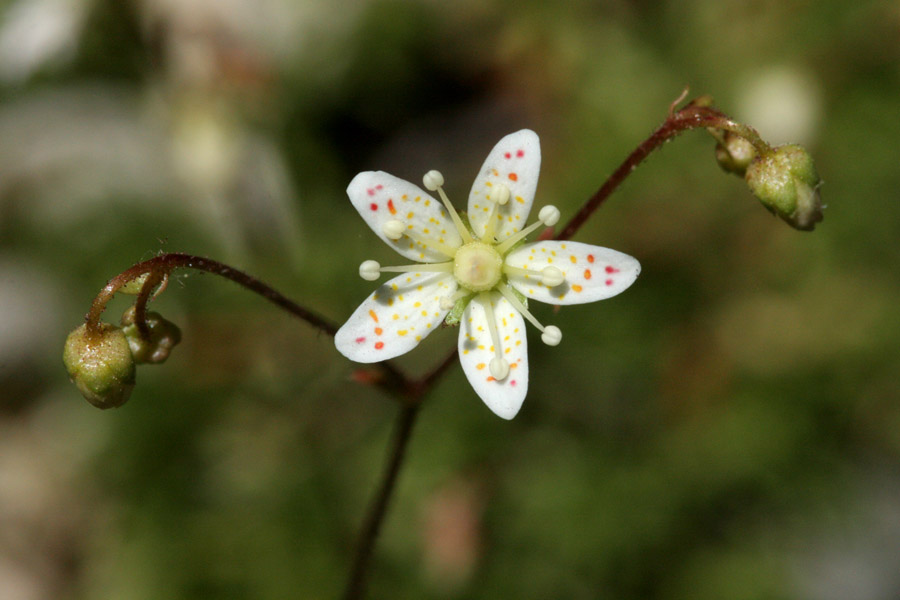 Saxifraga bronchialis image