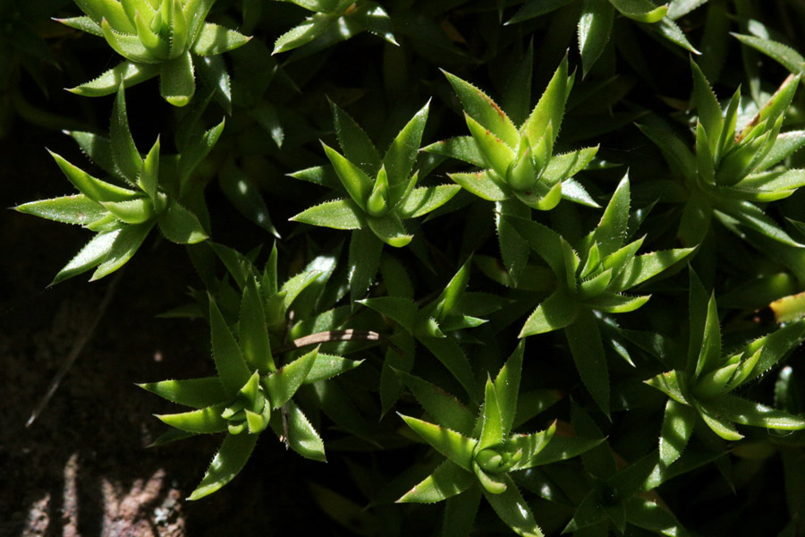 Saxifraga bronchialis image