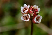 Saxifraga texana image