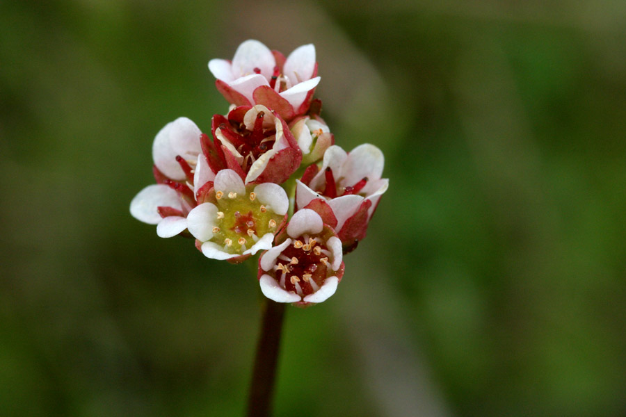 Saxifraga texana image