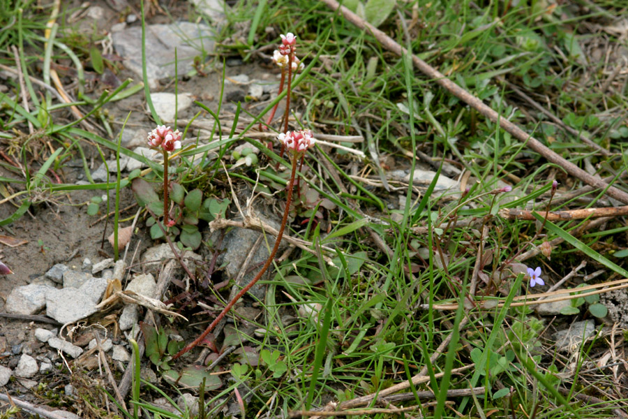 Saxifraga texana image