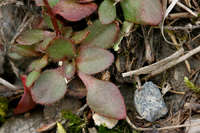 Saxifraga texana image