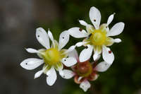 Saxifraga tolmiei image