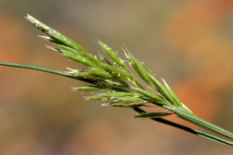 Schismus arabicus image