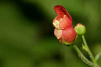 Image of Scrophularia laevis