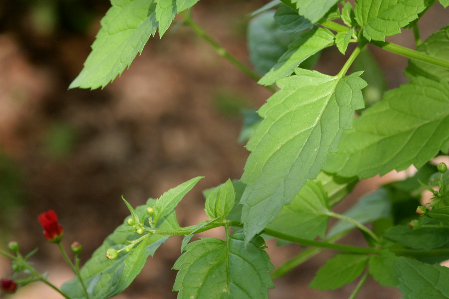 Scrophularia laevis image