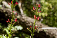 Scrophularia macrantha image