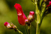 Scrophularia macrantha image