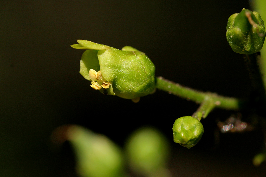 Scrophularia montana image