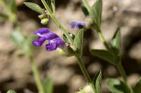 Scutellaria potosina image