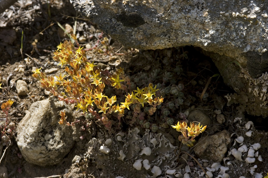 Sedum debile image