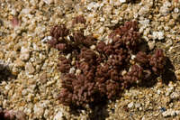 Sedum lanceolatum image