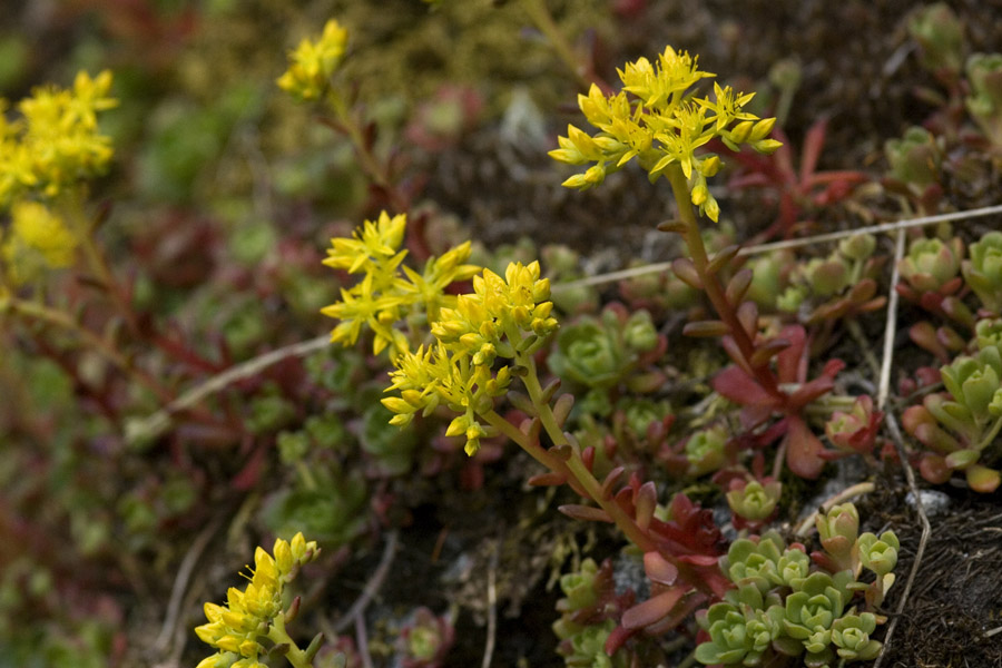 Sedum spathulifolium image