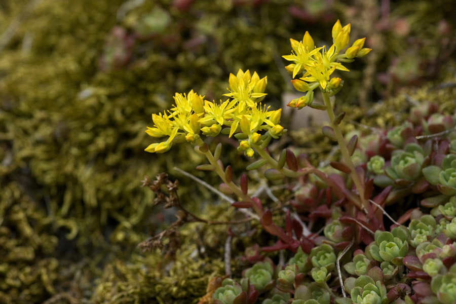 Sedum spathulifolium image