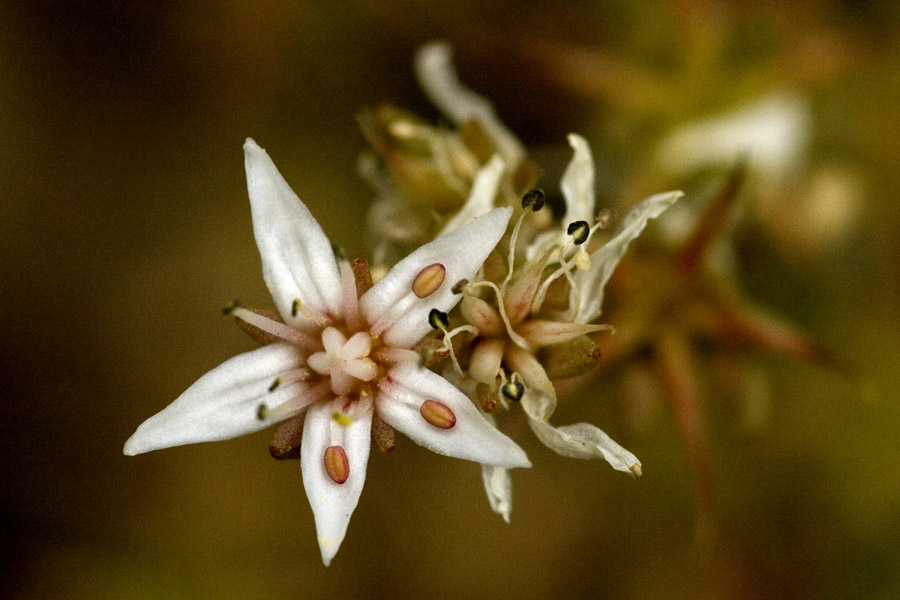 Sedum stelliforme image