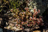 Sedum vinicolor image