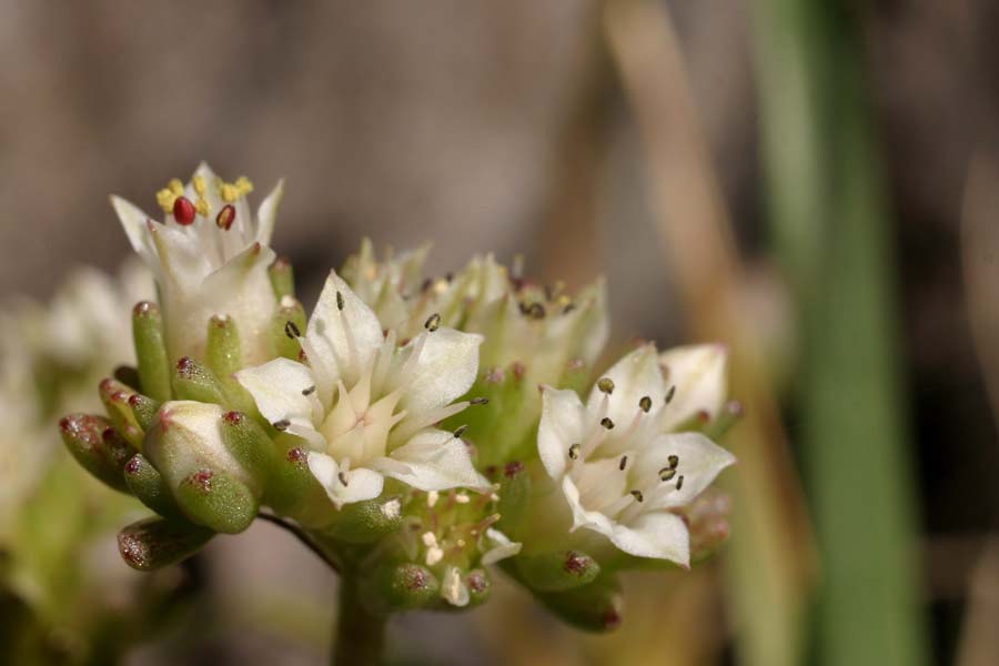 Sedum wrightii image