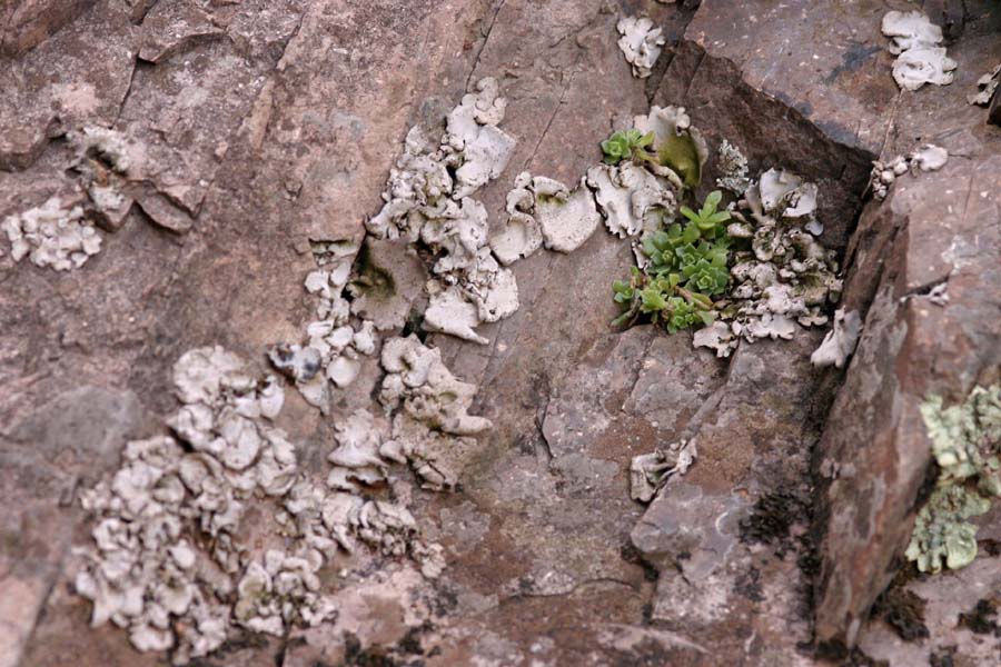 Sedum wrightii image