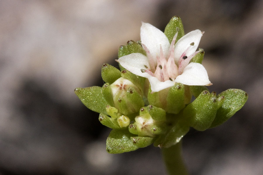 Sedum wrightii image