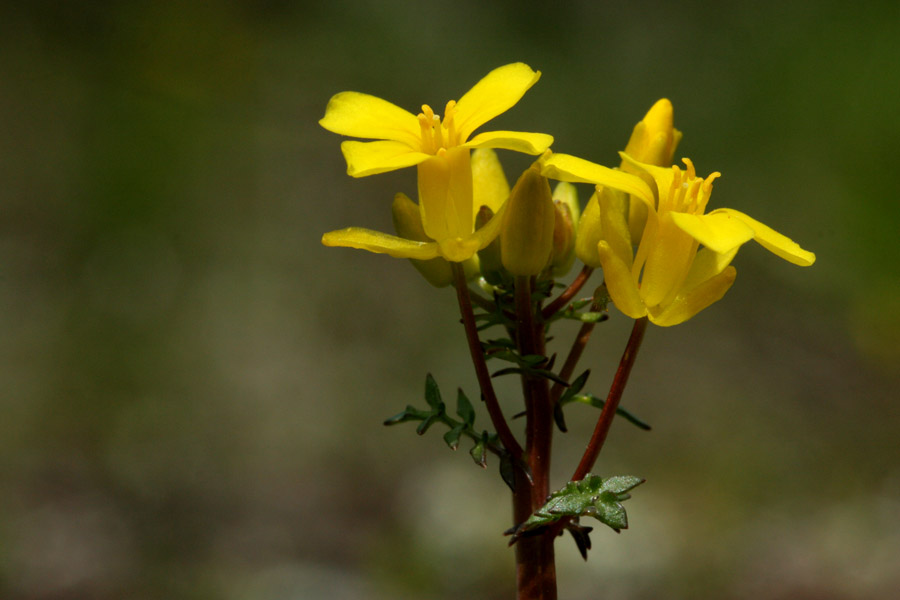 Selenia aurea image