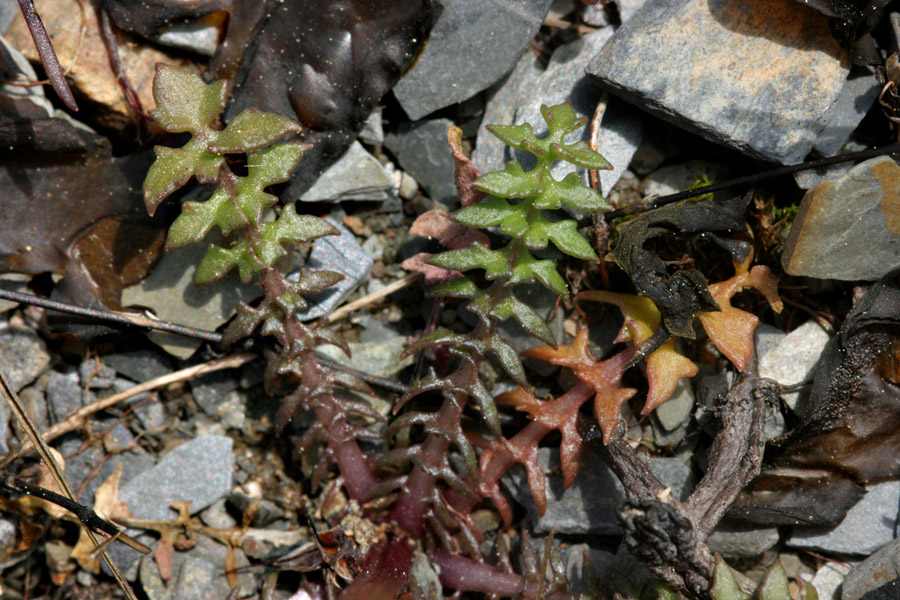 Selenia aurea image