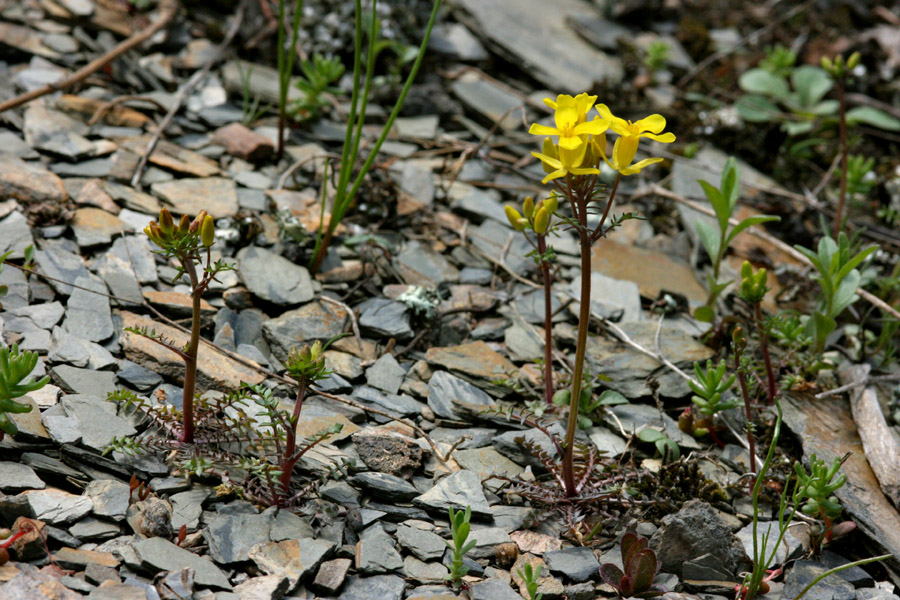 Selenia aurea image