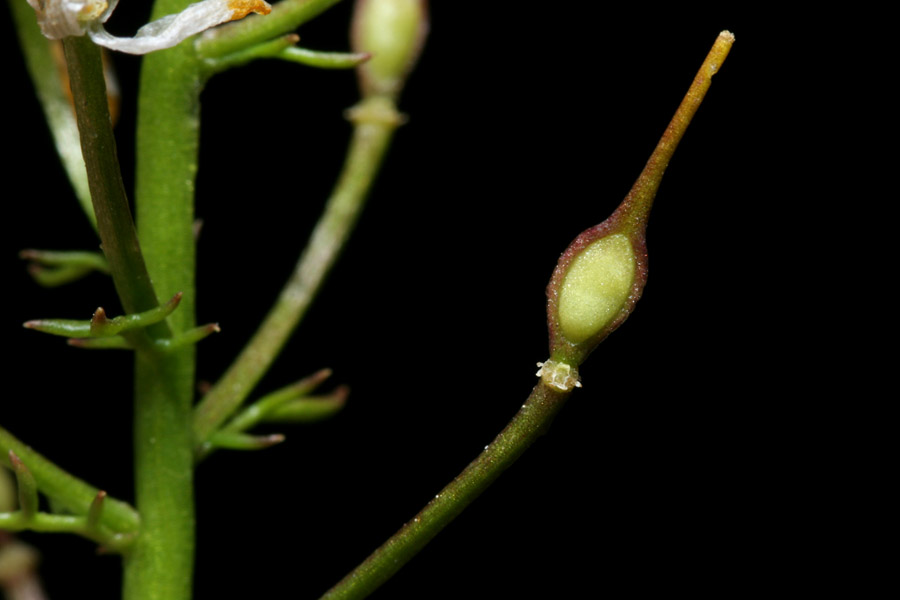 Selenia image